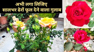 सालभर ढेरों फूल देने वाला गुलाब का एक पौधा जरूर लगाएं, Rose variety desi rose plant care fertilizer