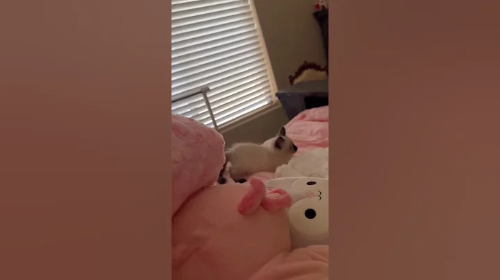 Video 11744031: siamese kitten
