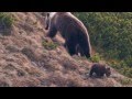 Strážca divočiny - Medvede v Tatrách SK