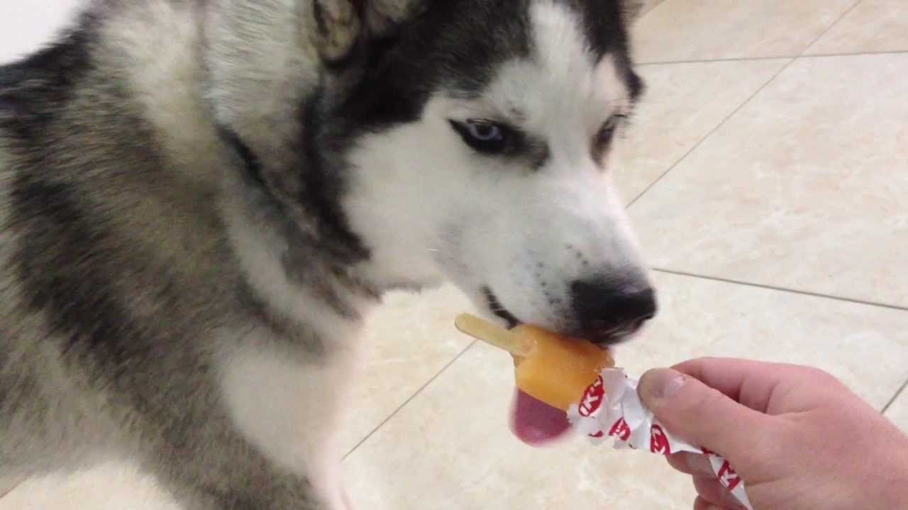  husky  Siberian dog eat  icecream YouTube