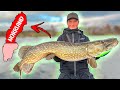 EDVIN CATCHES HIS LONGEST PIKE THIS YEAR - Travel to North of Sweden | Team Galant