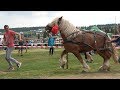 Concurs cu cai de tractiune | Proba de simplu | Maguri, Cluj 12 August 2018