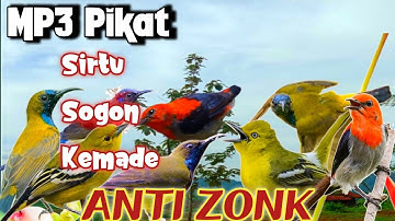 Suara Pikat Sirtu Ampuh Kombinasi Sogon, dan Kemade Ribut Auto Kumpul😱‼️