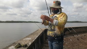 Trở lại bãi cua huyền thoại, vẫn dính cá lai rai#câu cá cần giờ #fishing
