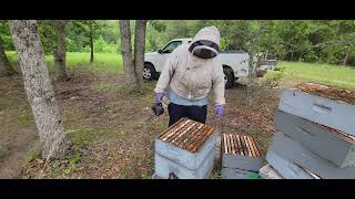 Using emergency queen cells for a strong queenless colony.  #beekeeping #beekeeper #honeybees
