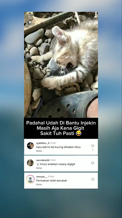 TOM N JERY DI REAL LIFE 😂 #cat #tikus