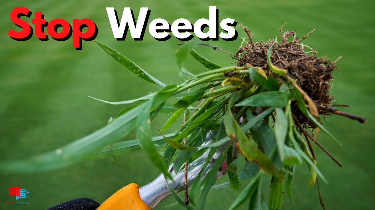 How to Get Rid of Stubborn Weeds in Your Grass