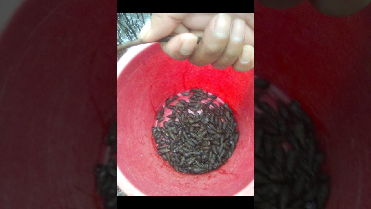 COASTAL FORAGING IN PHILIPPINES SEA SNAIL'S AT MANGROVE SHRUBS, CATCH CLEAN AND COOK..#10