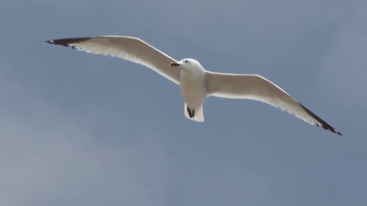 L'ELEGANZA DEI GABBIANI  -  by Angelo Laganà