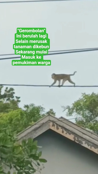 Siperusak Tanaman Mulai Berkeliaran Dipemukiman #hamatanaman #monyetliar