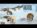 GÜNE KAR VE FIRTINAYLA BAŞLADIK..! TAKİPÇİMİZDEN KÖPEKLERE MÜKEMMEL ZİYAFET.