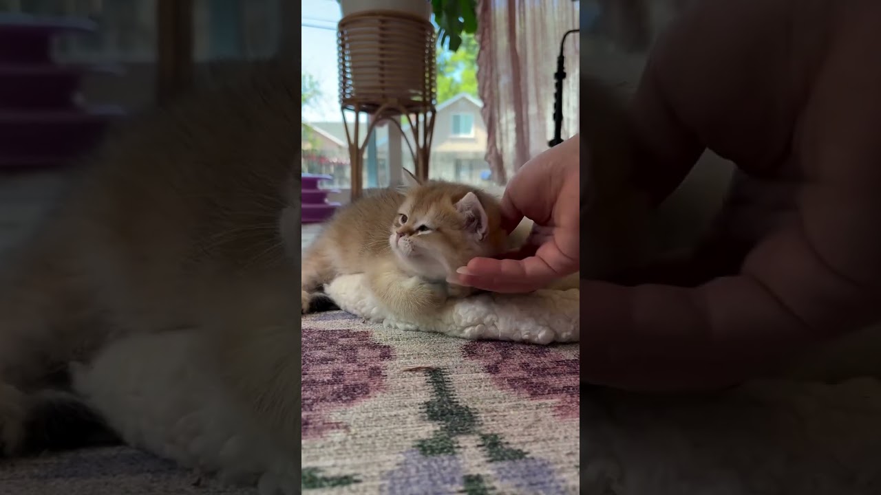 Adorable kitty 😍 #britishshorthair #catlovers #adoreble