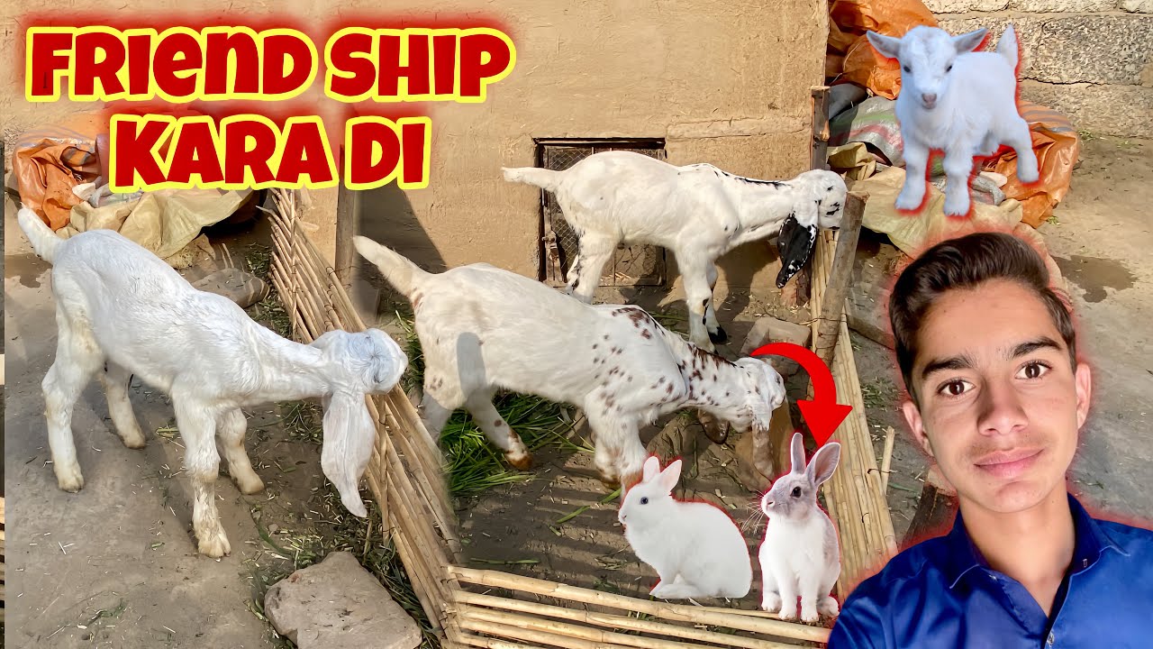 Rabbit’s 🐇OR Goat 🐐 Baby’s Ki Friend Ship Kara Di 😍