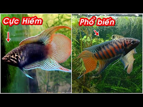 Video: Cá bống