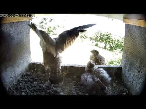 Fohrde Kestrel Balcony Visit June 2026 live cam preview