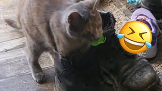 Funny Cat Videos | Cute Cat Videos 😂🤣 cat in a boots 😸🥾 #56