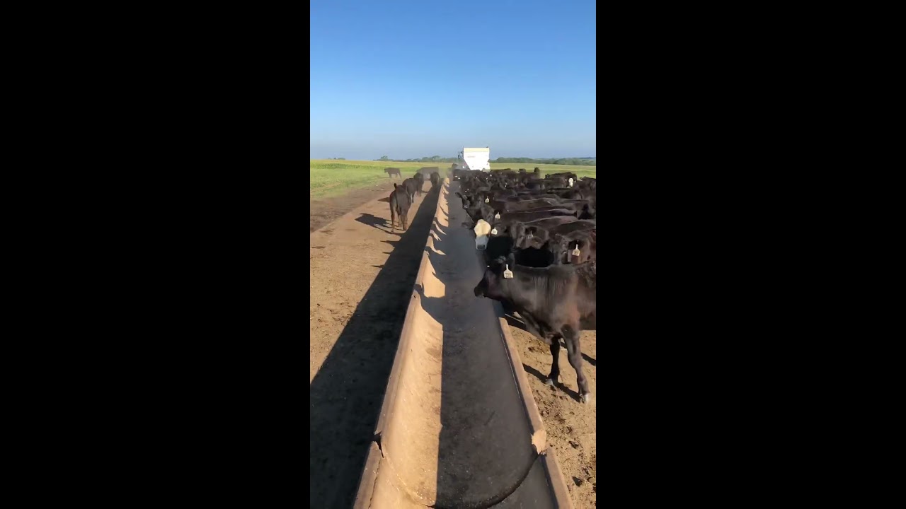 Sunday Morning Feeding In 8 Seconds Farm Beef Cattle