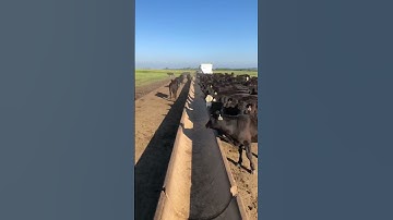 Sunday Morning Feeding in 8 seconds. #farm #beef #cattle