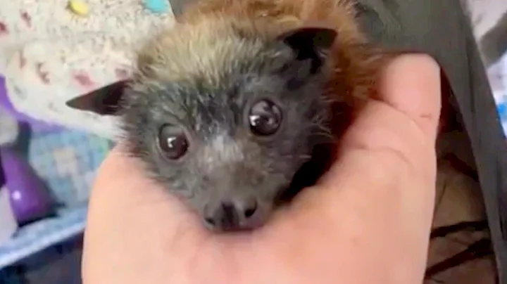 Daily life with Mandi;  lots of random batty (and ...