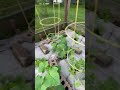Garden is starting to pop! #diy #garden #goodmorning