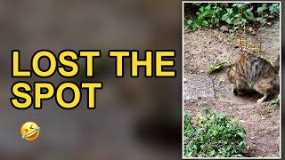 Funny Animals Compilation: Tabby cat hunts a rock and loses track of it 🫠