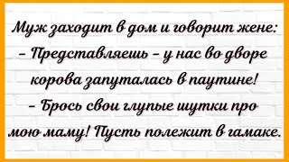 Как корова запуталась в паутине! Сборник Смешных, Свежих Анекдотов! Юмор! 625