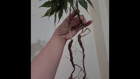 #sâm_ngọc_linh_rừng Cặp  sâm  rừng nhỏ  dài  siêu  xinh  nặng  25 gam  #sâm_ngọc_linh_rừng