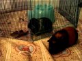 Harold and Bert out and about during a cage cleaning (10/17/11)