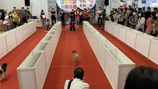 2020台北世貿寵物展趣味橫生狗狗衝刺賽97 