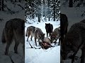 🐺🐺🐺 Three Wolf Pack Feeding Together | Wild Predator Scenes