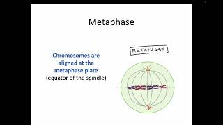 AH Biology 1.5b The Cell Cycle