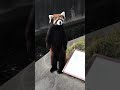 レッサーパンダ、威嚇。Intimidation of red panda.#shorts