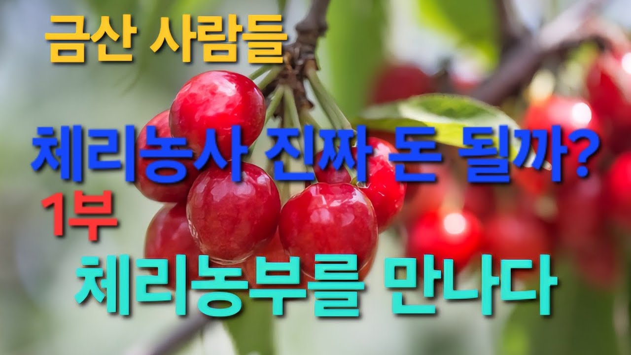 금산 사람들 (체리농부를 만나다 1부)