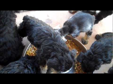 Harley & Annie's Litter 2011