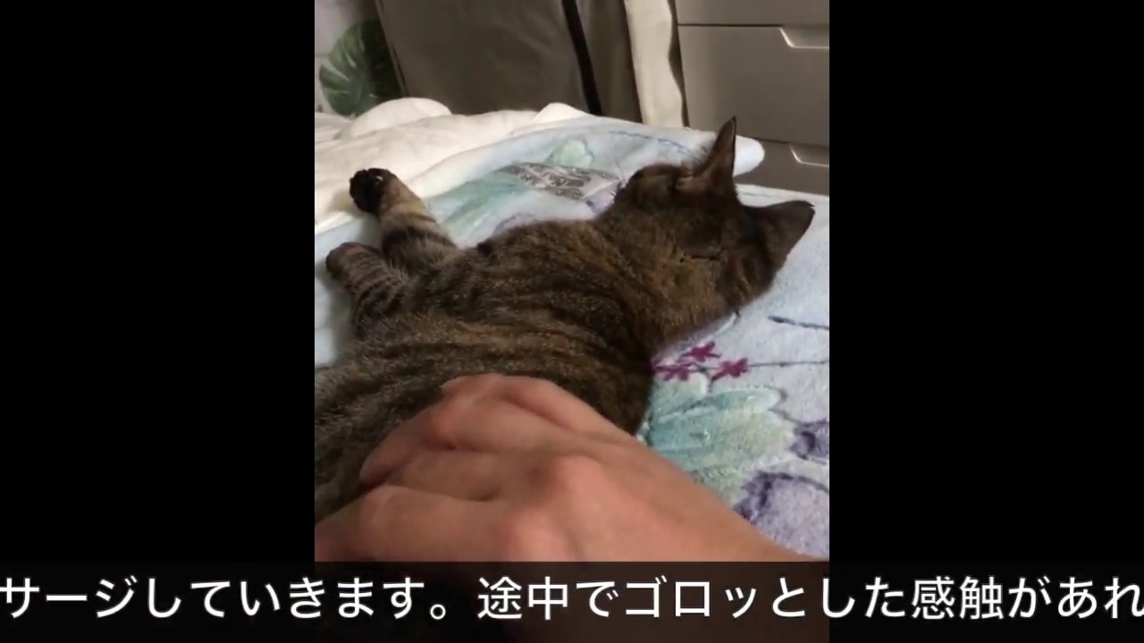 便秘 マッサージ 猫