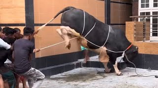Australian Cow Qurbani || Heavy Bull Qurbani || Professional Qassai || 069 #heavybulls #australian