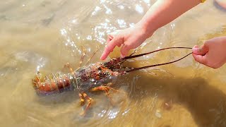 The tide brings many delicious seafood. Many deepsea lobsters appear on the shore