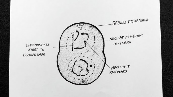 Prometaphase Diagram Biology Diagrams