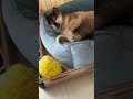 9年後の🐕保護犬の話