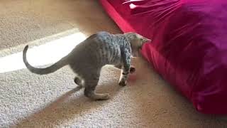 Spiral spring cat toy screenshot 3