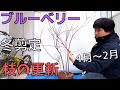 【ブルーベリーの冬剪定】植木鉢4年目2024.1