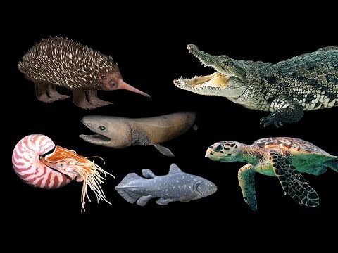 Vídeo: De onde são os bichirs dos dinossauros?