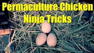 Permaculture Chicken Ninja Tricks(Day 47 - I implement some permaculture chicken ninja tricks I learned from the master, Justin Rhodes., 2016-08-30T01:08:17.000Z)