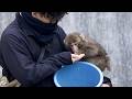Affectionate Punch Clings to His Keeper While Being Hand-Fed