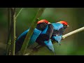 Manakin birds have all best dance moves  seven worlds one planet  bbc earth
