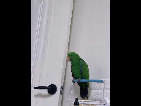 상큼이옹알이2 뉴기니아 앵무새 #birds #parrot #cute #nature #강아지 #animals #birdslover #puppy