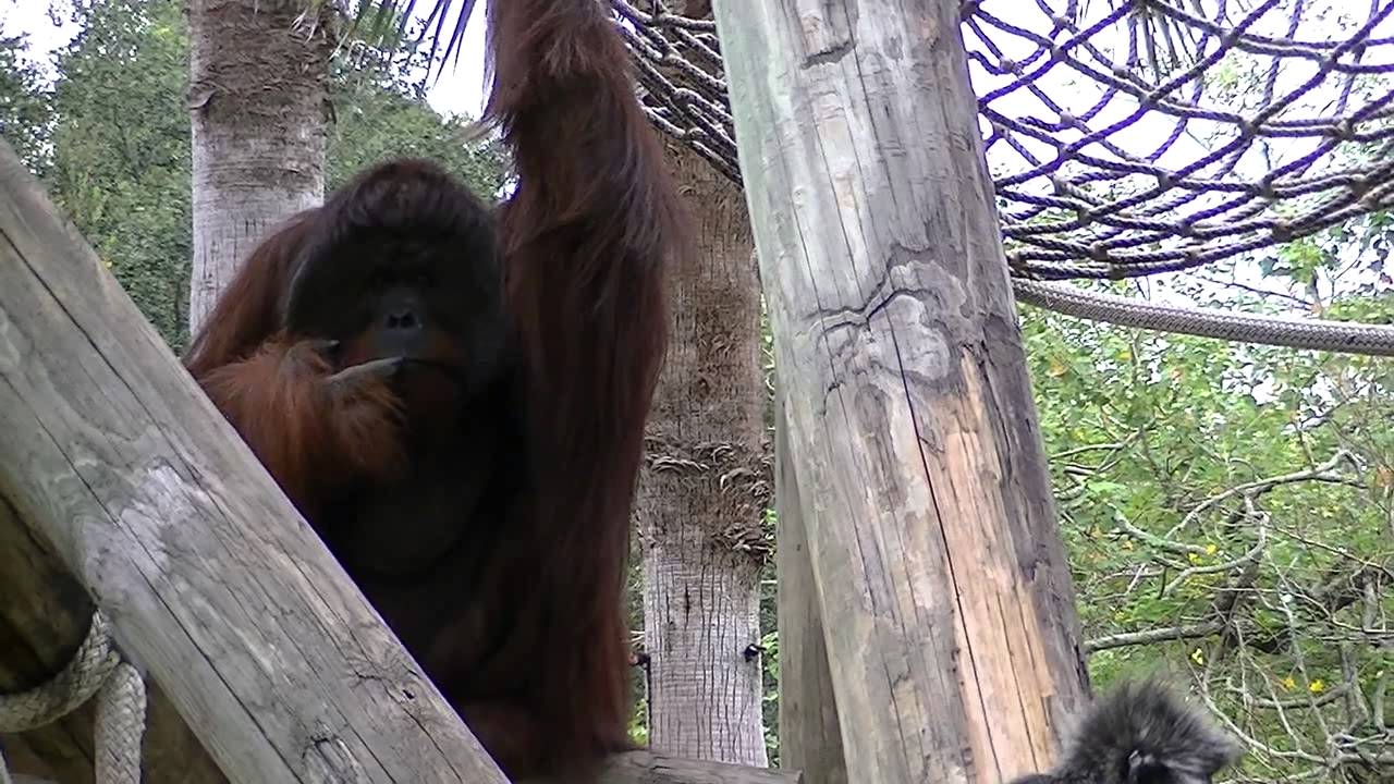 Bornean Orangutan & Silvery Langur at Lowry Park Zoo.