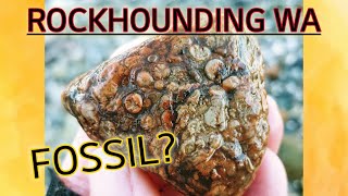 Rockhounding WA- Did I find a fossil? #thefinders #rockhoundingWA
