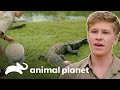 Robert alimenta mais de 40 crocodilos! | A Família Irwin | Animal Planet Brasil