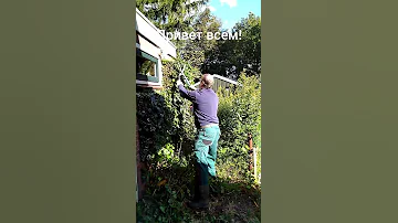 Обрезка плюща. Продолжение.